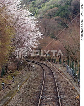 鐵軌和櫻花在Koro Arashiyama 2565097