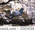 Cherry blossoms and pigeons in full bloom 2565098