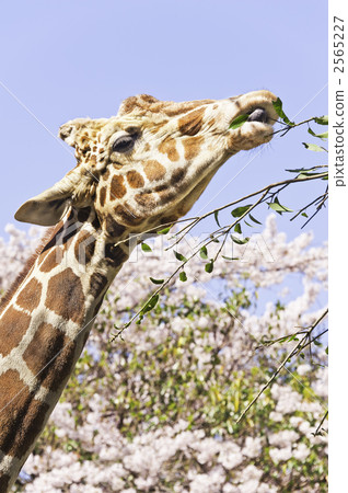 Giraffe and cherry tree Giraffe and cherry tree 2565227