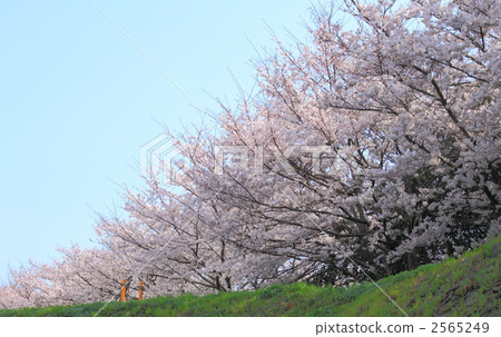 櫻花在銀行 2565249