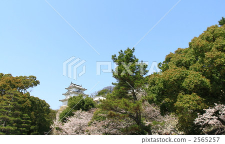 Cherry blossoms at Yunon (Akashi Castle) 2565257