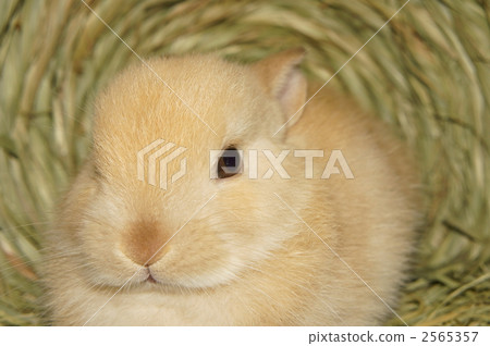 The Netherland dwarf relaxing at a straw dome 2565357
