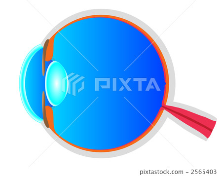 Sectional view of the eye 2565403