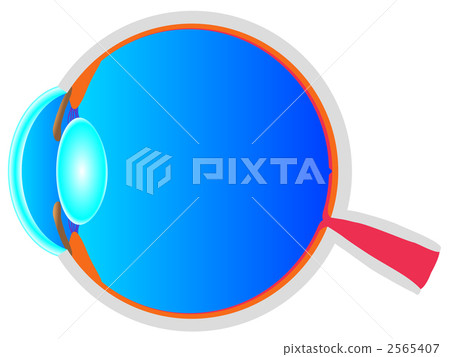 Sectional view of the eye 2565407