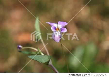 viola grypoceras, naga bus tachitsubosumire, long leaf standing tsubosumire 2565423