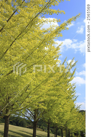 Ginkgo aki 2565569