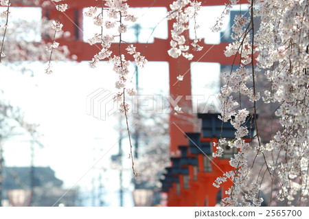 Hirano Shrine Haruna 2565700