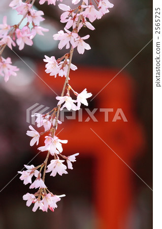 Spring fireworks Tianmangu Spring fireworks Tianmangu 2565725