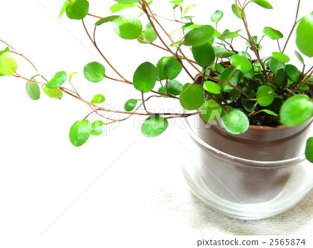 foliage plant, botanic, botanical 2565874