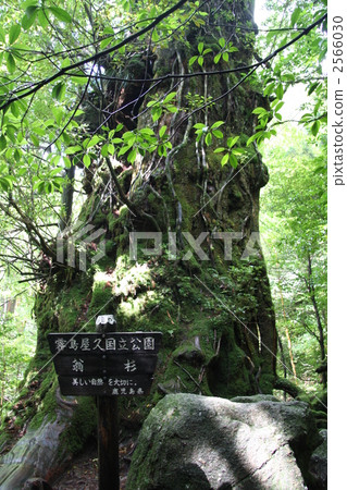 屋久杉 日本柳杉 戶外 2566030