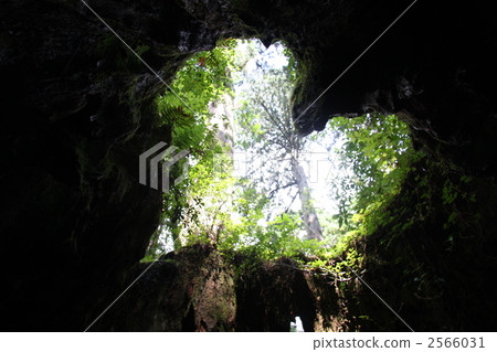 威爾遜樹樁 心 屋久杉 2566031