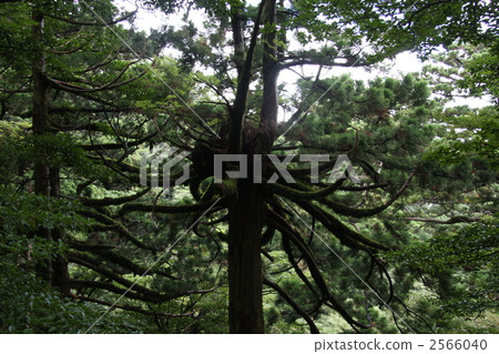 yakushima cedar, medusa cedar, japanese cedar 2566040