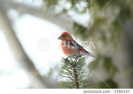 伊斯卡 伊斯卡 2566147