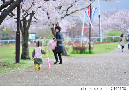 櫻花季節8 櫻花季節8 2566150