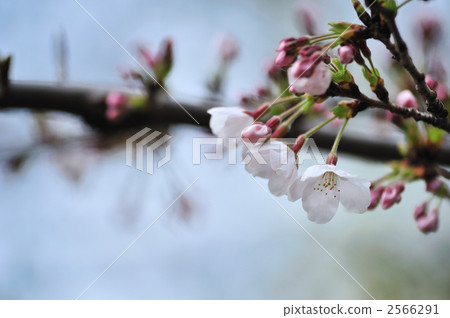 Season of cherry blossoms 2566291