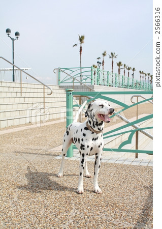 dalmatian, dog, dogs 2566316