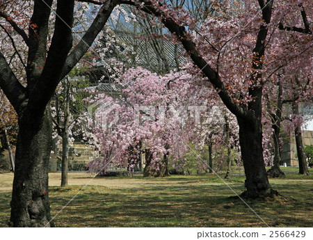 日本櫻花 梅花石楠 櫻花 2566429