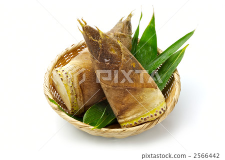 Bamboo shoot 2566442