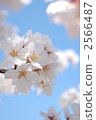 cherry blossom, cherry tree, bloom 2566487
