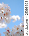 cherry blossom, cherry tree, blue sky 2566493
