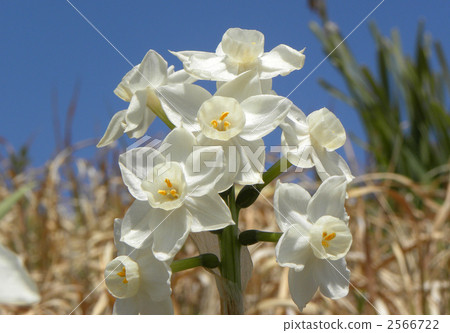 水仙 水仙 2566722