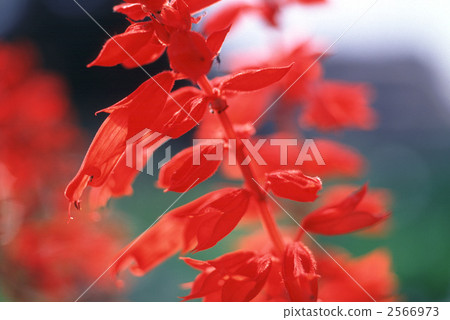 62404 Salvia 62404 Salvia 2566973