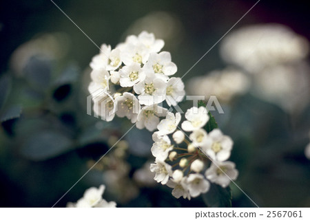 62464 Kodemari 2567061