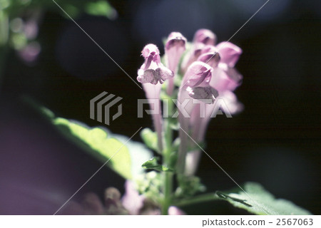 62465 Tatsuna mintow 62465 Tatsuna mintow 2567063