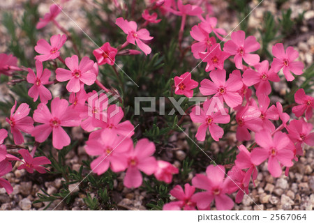 62466 Shibazakura 2567064