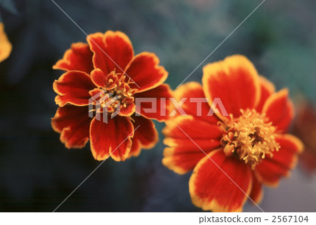 62488 marigold 2567104