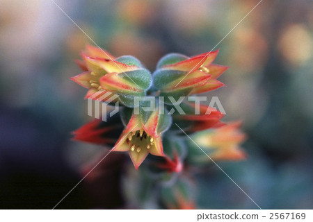 62520 Ekebelia 2567169