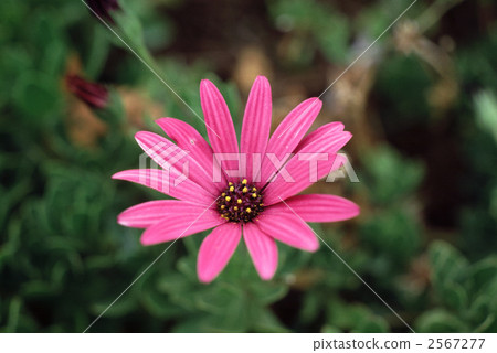 62605 Dimorphoseca 2567277