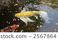 錦鯉 鯉魚 科伊 2567864