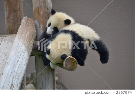 熊貓 大熊貓 原木 2567974