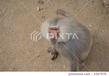 狒狒 陸生動物 動物 2567976