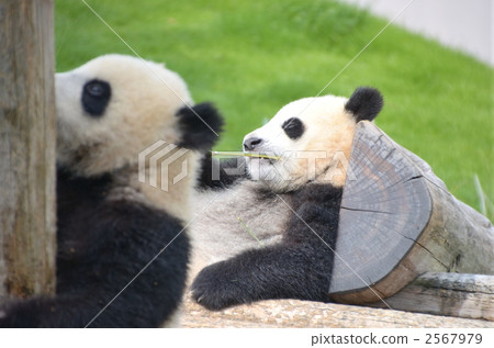 熊貓 大熊貓 草地 2567979