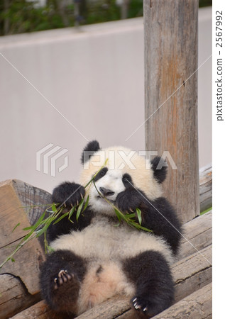 panda, pandas, Giant Panda 2567992