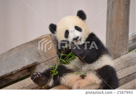 panda, pandas, Giant Panda 2567993