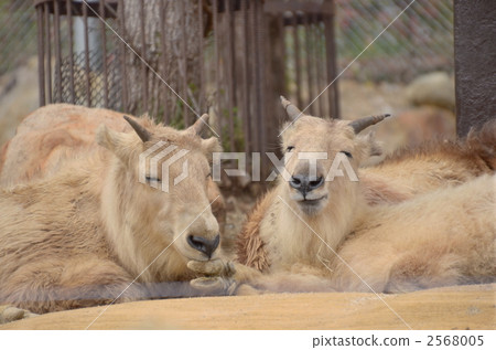 a golden takin, a golden gnu-goat, herbivore 2568005