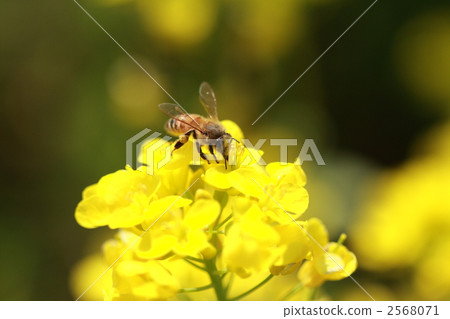 油菜花和蜜蜂 油菜花和蜜蜂 2568071