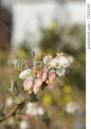 blueberry flower, white flowers, White Flower 2568149
