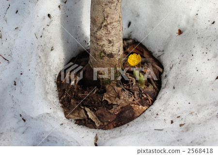 It is a bamboo shoot blooming in root opening. It is a bamboo shoot blooming in root opening. 2568418