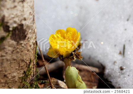 It is a bamboo shoot blooming in root opening. It is a bamboo shoot blooming in root opening. 2568421