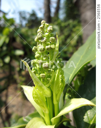 Budding of aoki 2568556