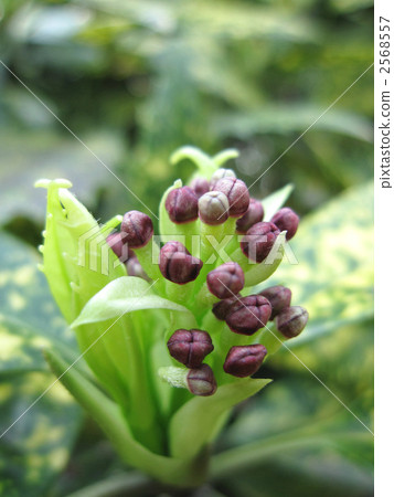 Aoki's flower 2568557