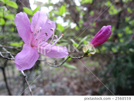 Flower of Kobanomitsu bamboo 2568559