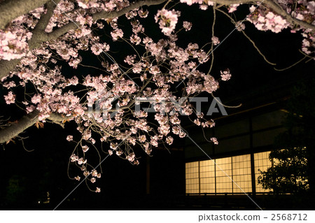 lit up, light up, cherry blossoms at night 2568712