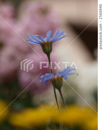 藍色雛菊 2568940