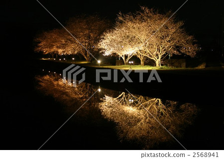 夜櫻桃樹004 夜櫻桃樹004 2568941