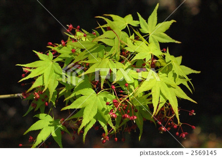 Acer palmatum 2569145